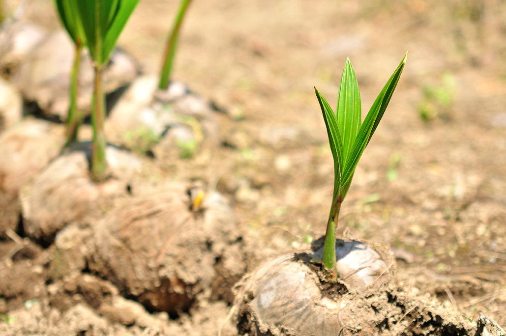 CIIF OMG’s Organic Program Poses Optimism to the Coconut Farmers